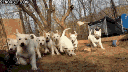 HHADogs4